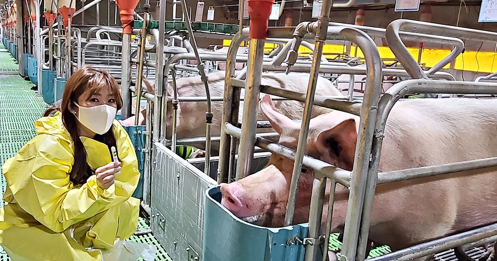 Local company develops smart livestock management solution for pigs